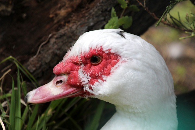 在未来的比 在未来的比