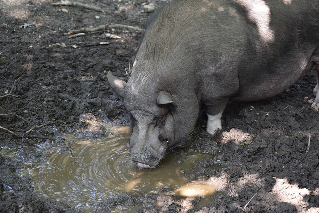 场比赛的期 场比赛的期